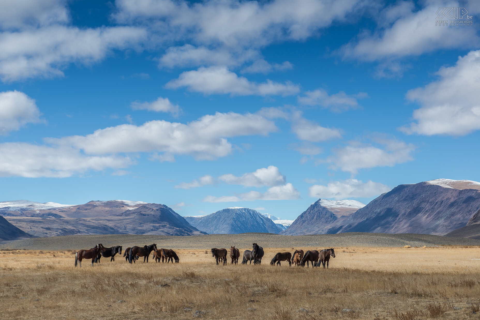 Altai Tavan Bogd - Horses  Stefan Cruysberghs